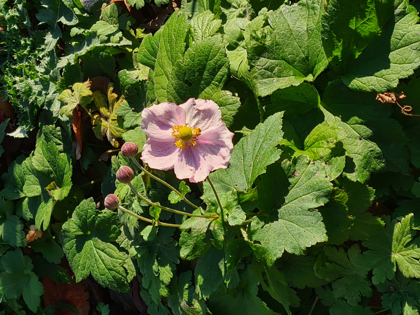 Etwas blüht noch im Garten - Herbstanemone