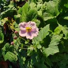 Etwas blüht noch im Garten - Herbstanemone