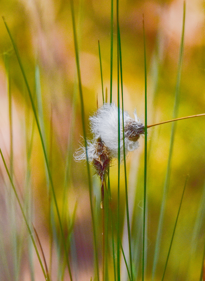 Etwas blühte es noch im Moor