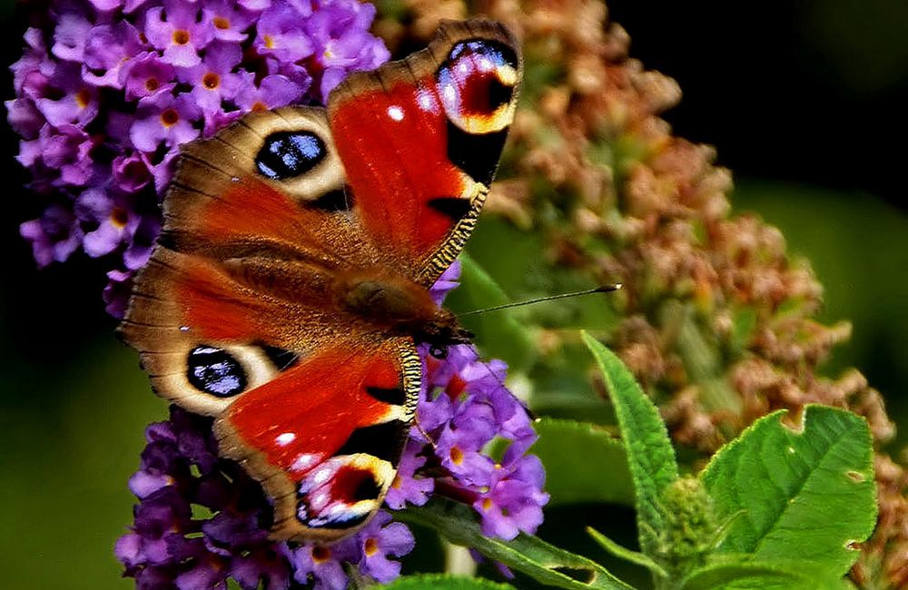 Etwas Buntes aus dem Garten  ....