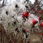 Etwas Buntes findet sich immer