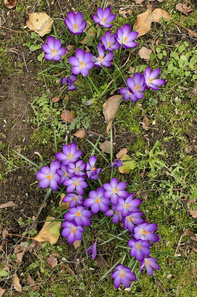 Etwas Buntes mitten ins heutige Mistwetter 01