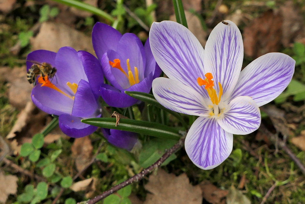 Etwas Buntes mitten ins heutige Mistwetter 03