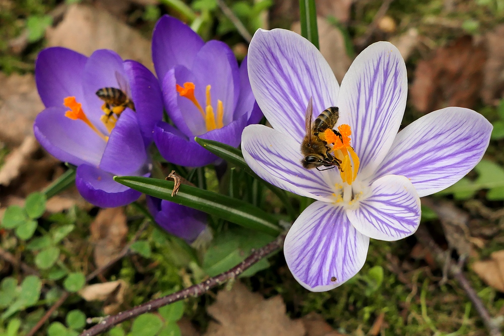 Etwas Buntes mitten ins heutige Mistwetter 04