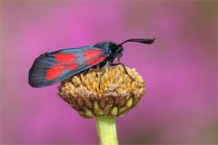 Etwas Farbe brauche ich heute.. Sumpfhornklee-Widderchen (Zygaena trifolii).