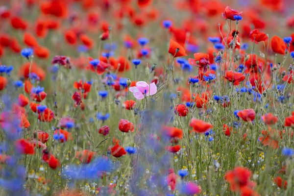 Etwas Farbe braucht der Mensch