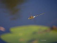 Etwas Farbe für den grauen November - Torf-Mosaikjungfer (Aeshna juncea)