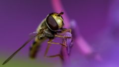 etwas Farbe für die Woche - Un peu de couleur pour la nouvelle semaine