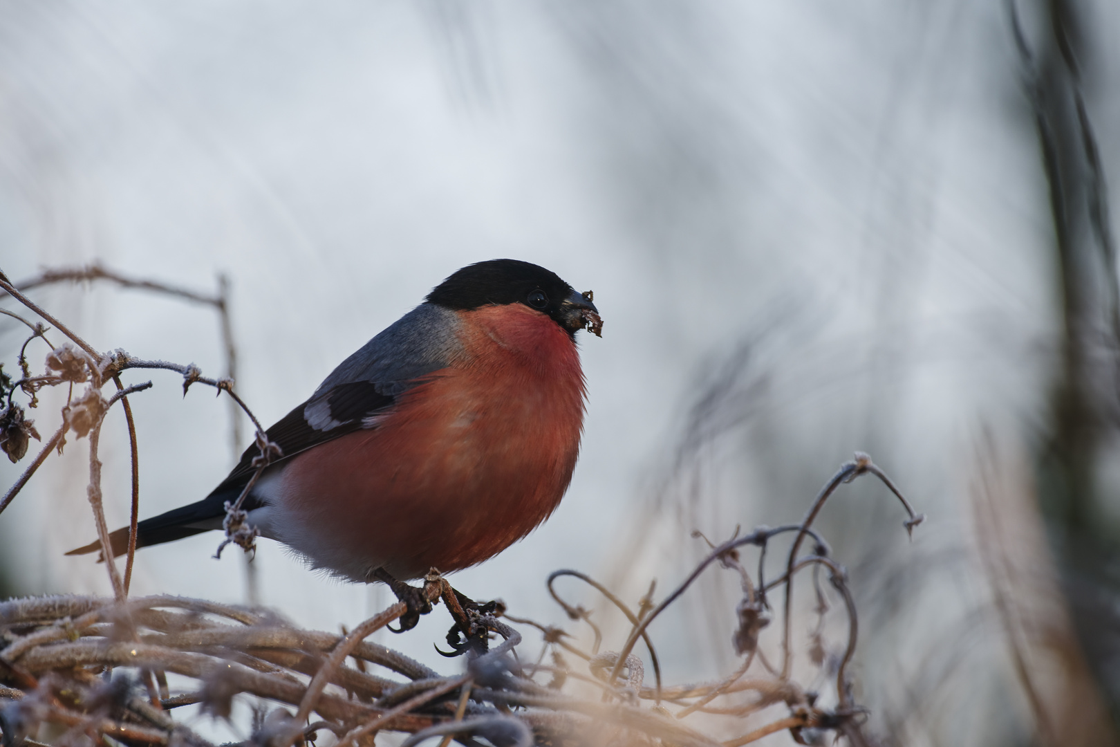 Etwas Farbe im Grau des Winters