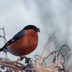 Etwas Farbe im Grau des Winters