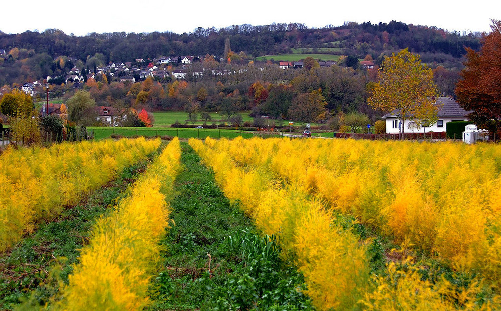 Etwas Farbe im November ...