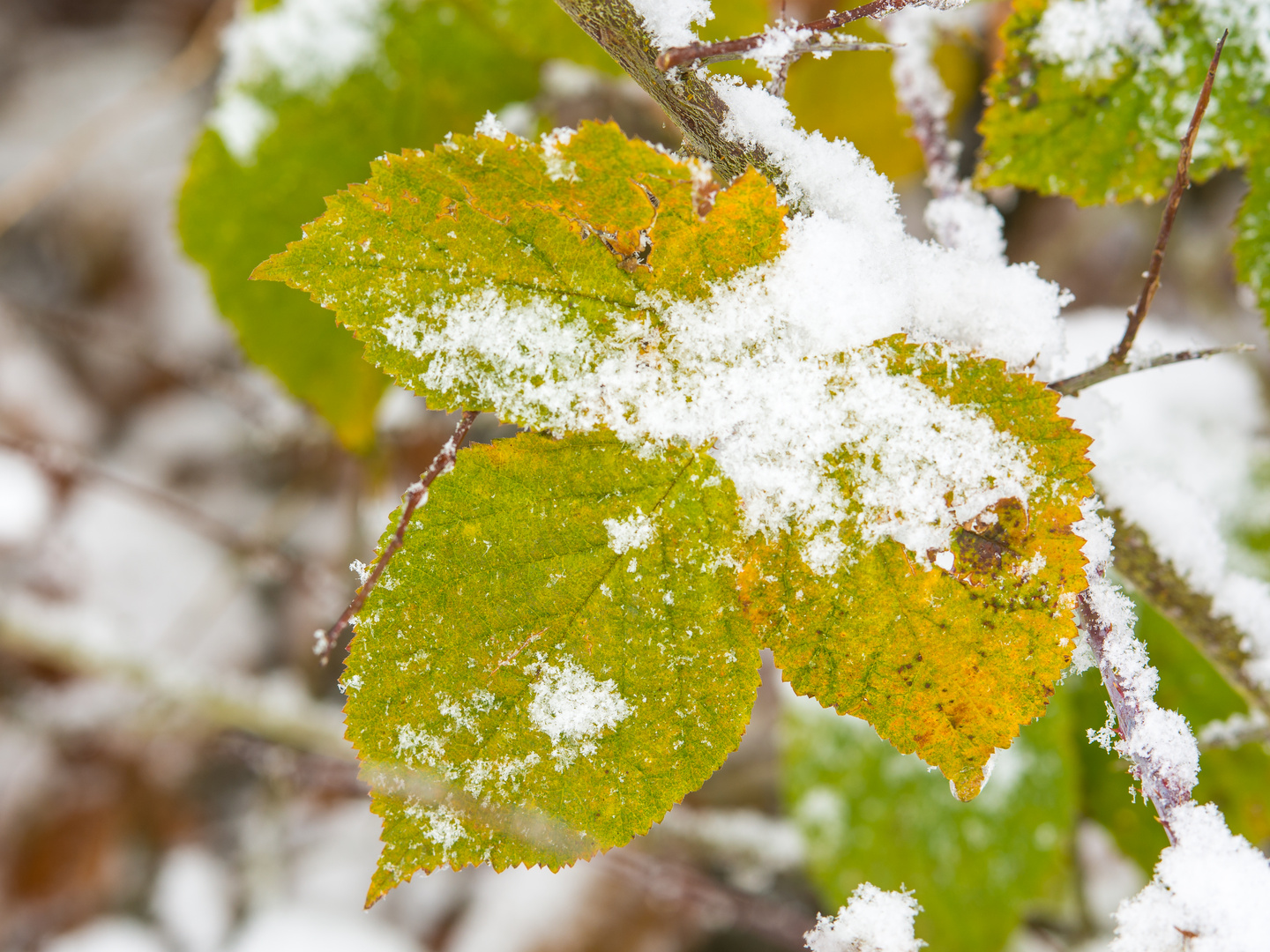 Etwas Farbe im Schnee