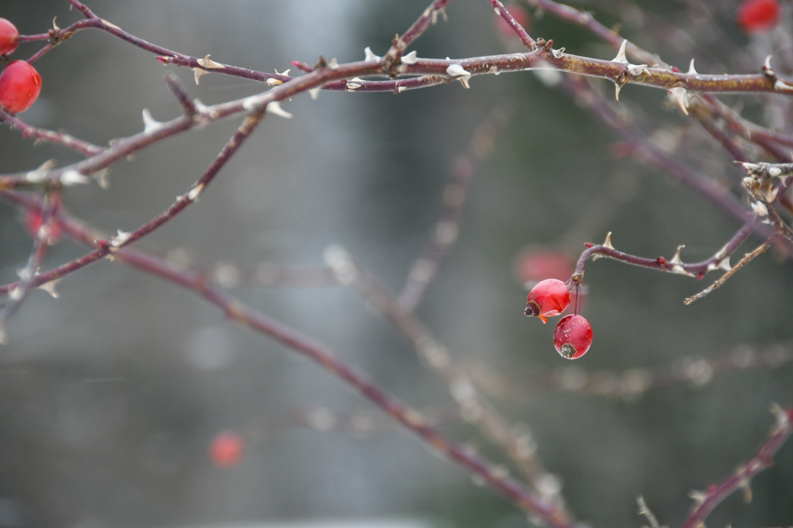 Etwas Farbe im tristen grau