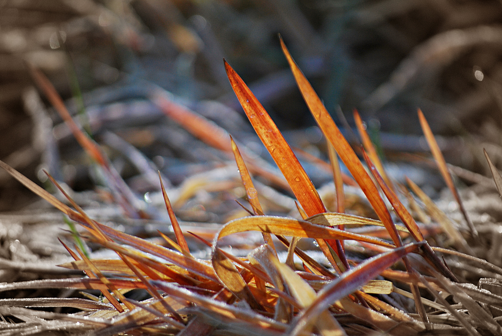 etwas Farbe im tristen Winter...