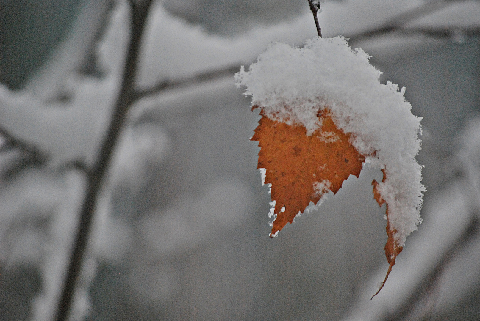 etwas Farbe im Winter...