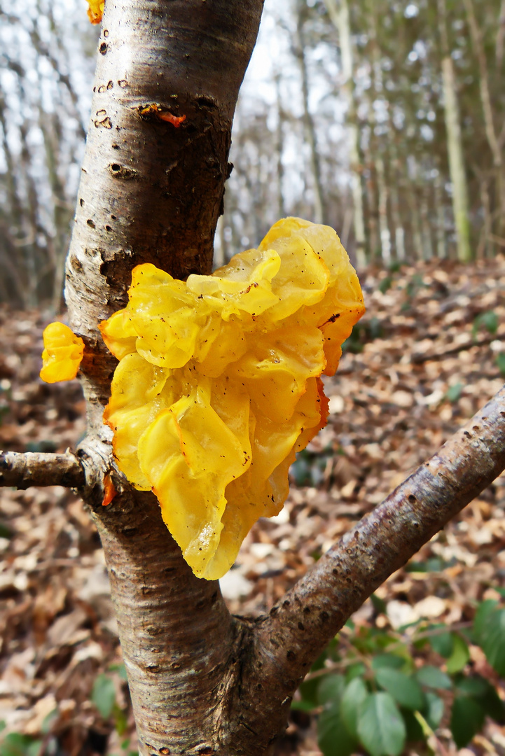 etwas Farbe im winterlichen Wald