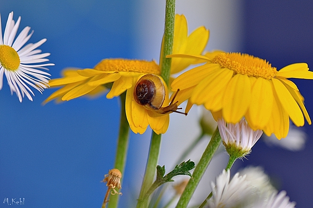 Etwas Farbe in den  momentan grauen Alltag