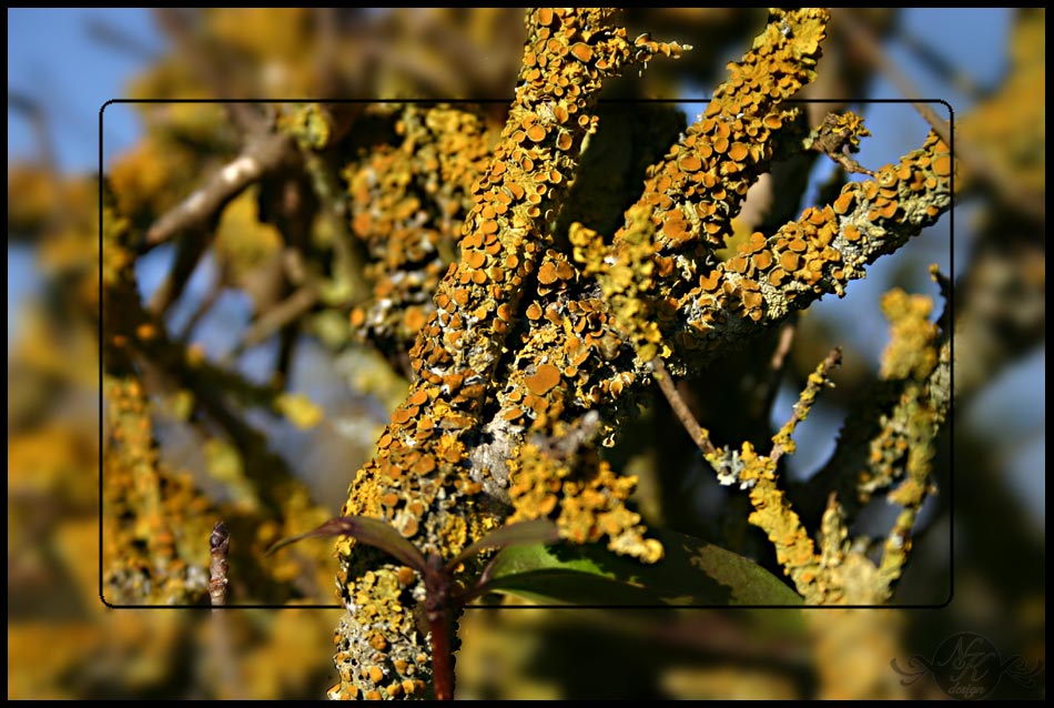 Etwas Farbe in den tristen Winter...