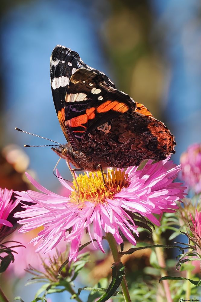 etwas Farbe in diesen trüben Tagen