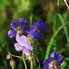 Etwas Farbe nach dem Regen