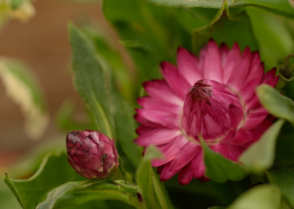 Etwas Farbe, selbst in der Blumenhalle auf dem Gartenschaugelände war es s..kalt...