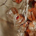 etwas farbe trotz grauer herbststimmung