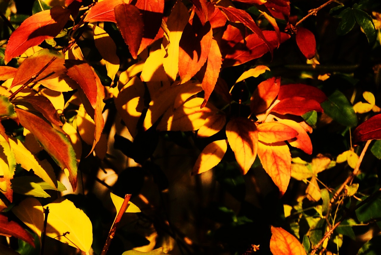 etwas Farbe und Licht aus dem Herbst zurück geholt...