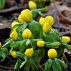 Etwas Farbe zwischen braunem Buchenlaub