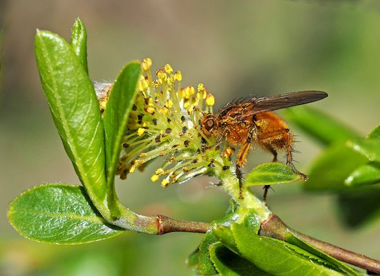  Etwas Feines zum Naschen ...