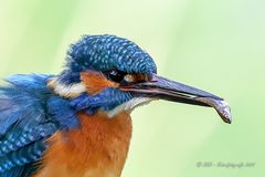 Etwas Fisch gefällig...?