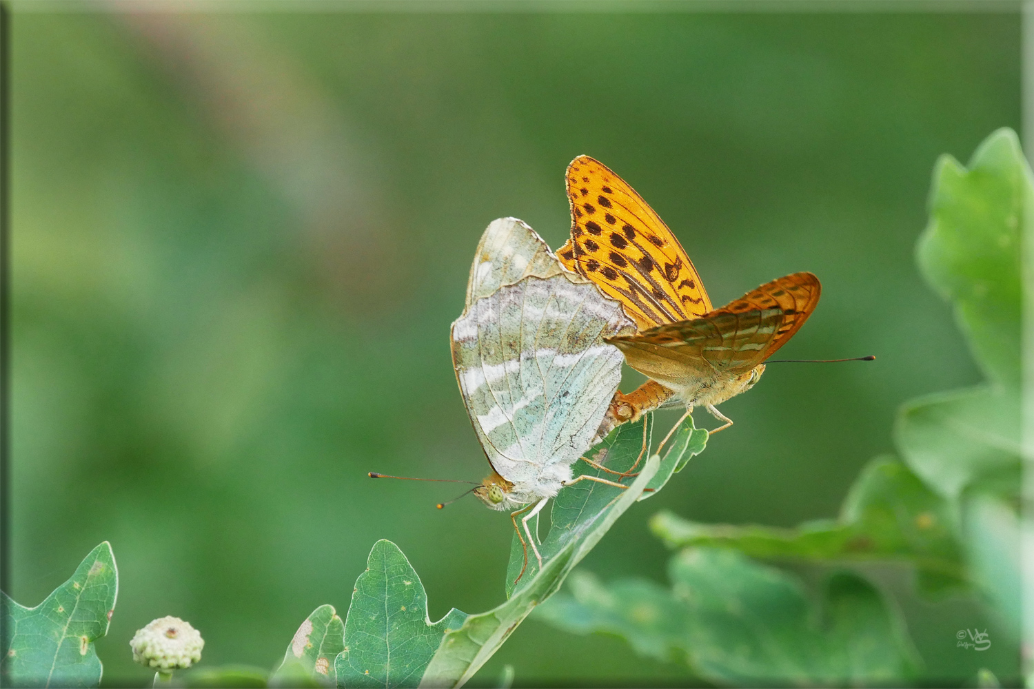 Etwas flattern ...