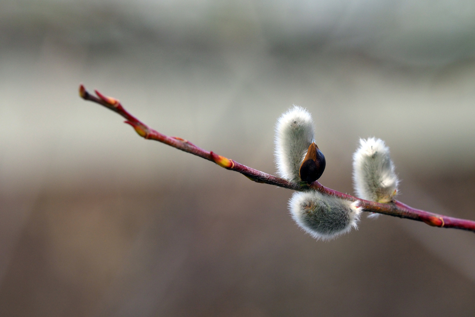 etwas flauschiges