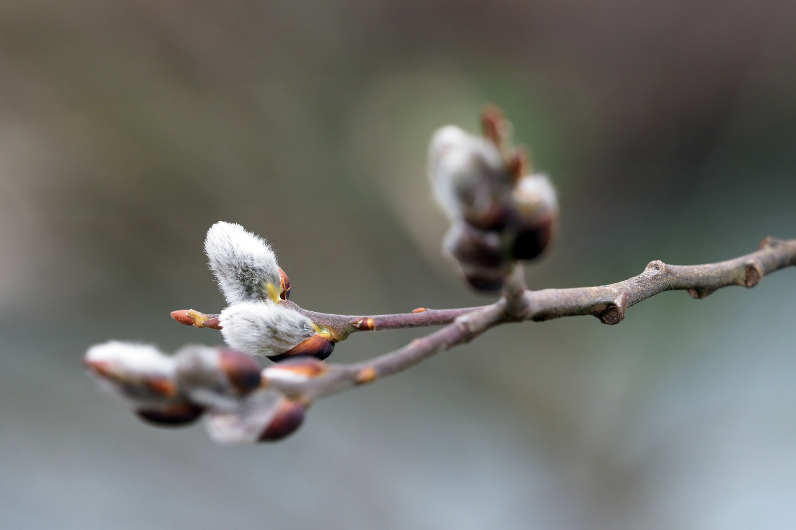 ETWAS FLAUSCHIGES