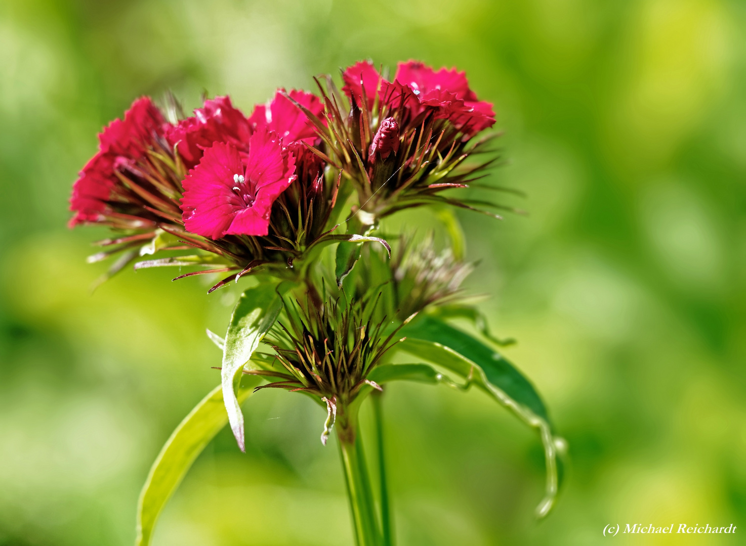 Etwas Flower Power für trübe Tage