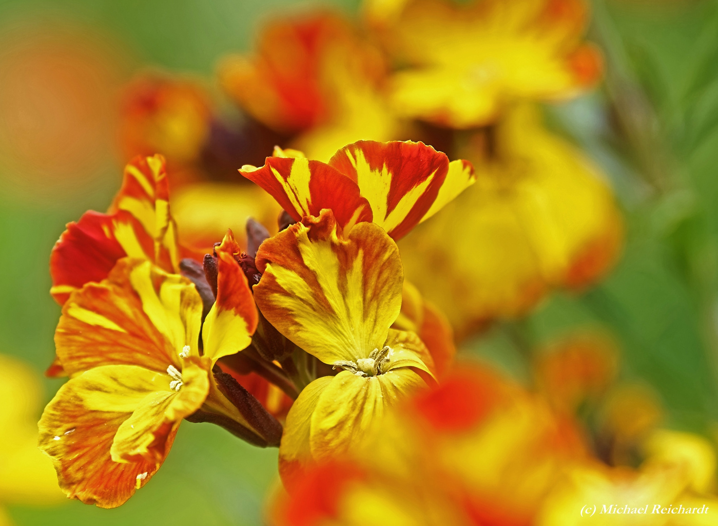 Etwas Flower Power für trübe Tage