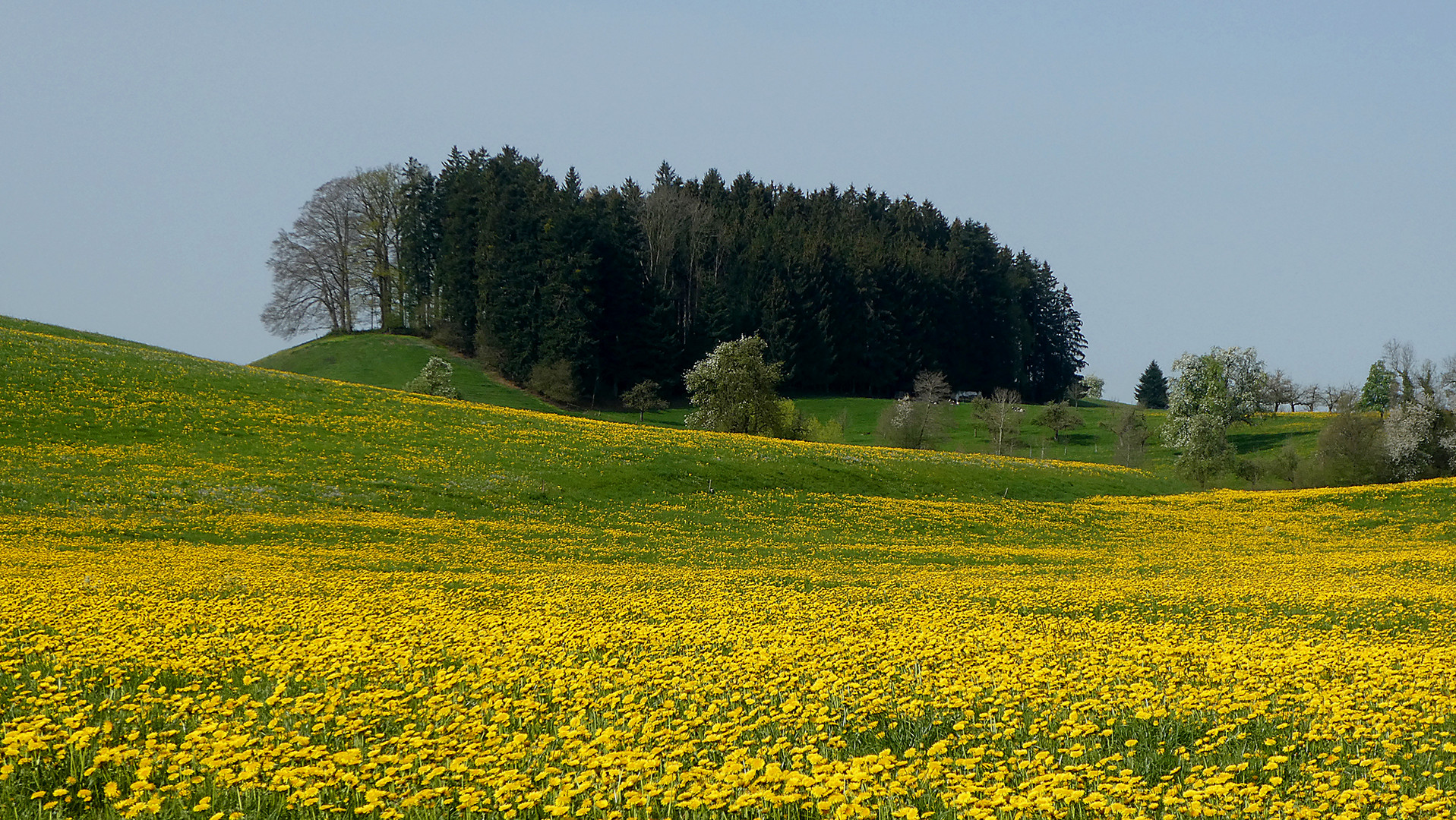 etwas Frühling...