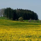 etwas Frühling...