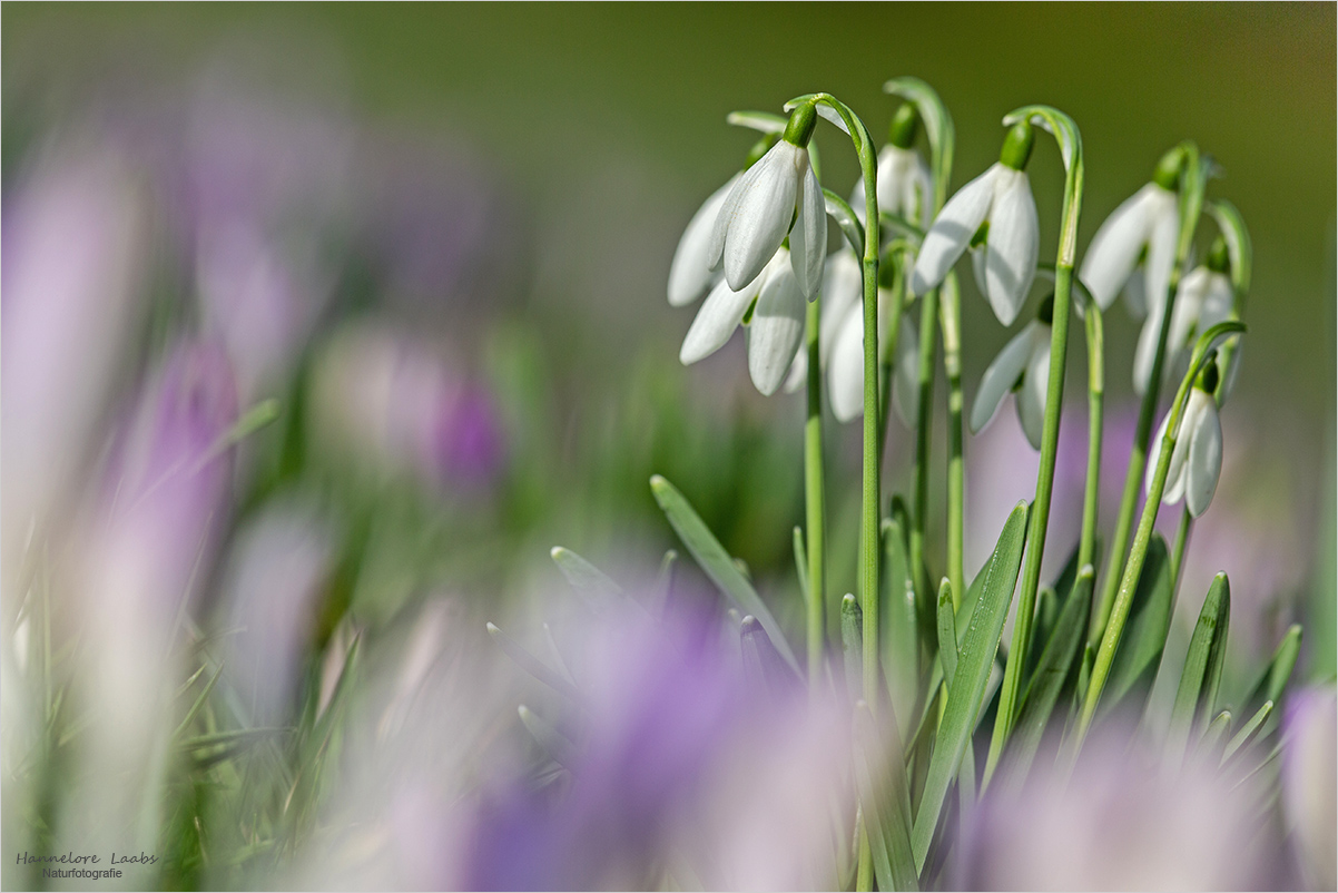 Etwas Frühling