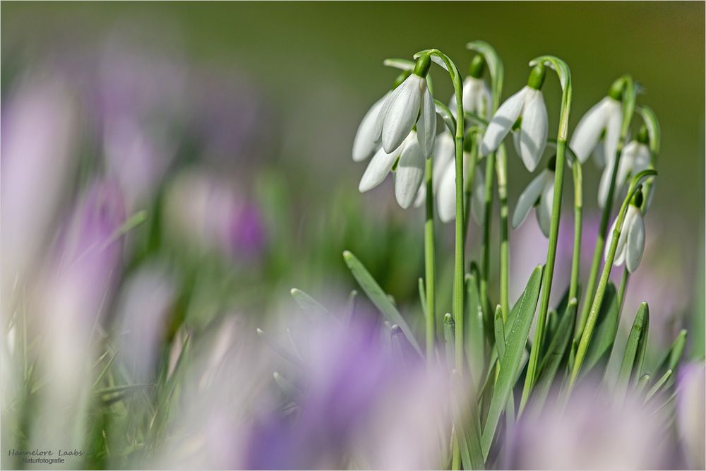 Etwas Frühling