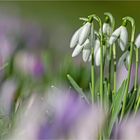 Etwas Frühling