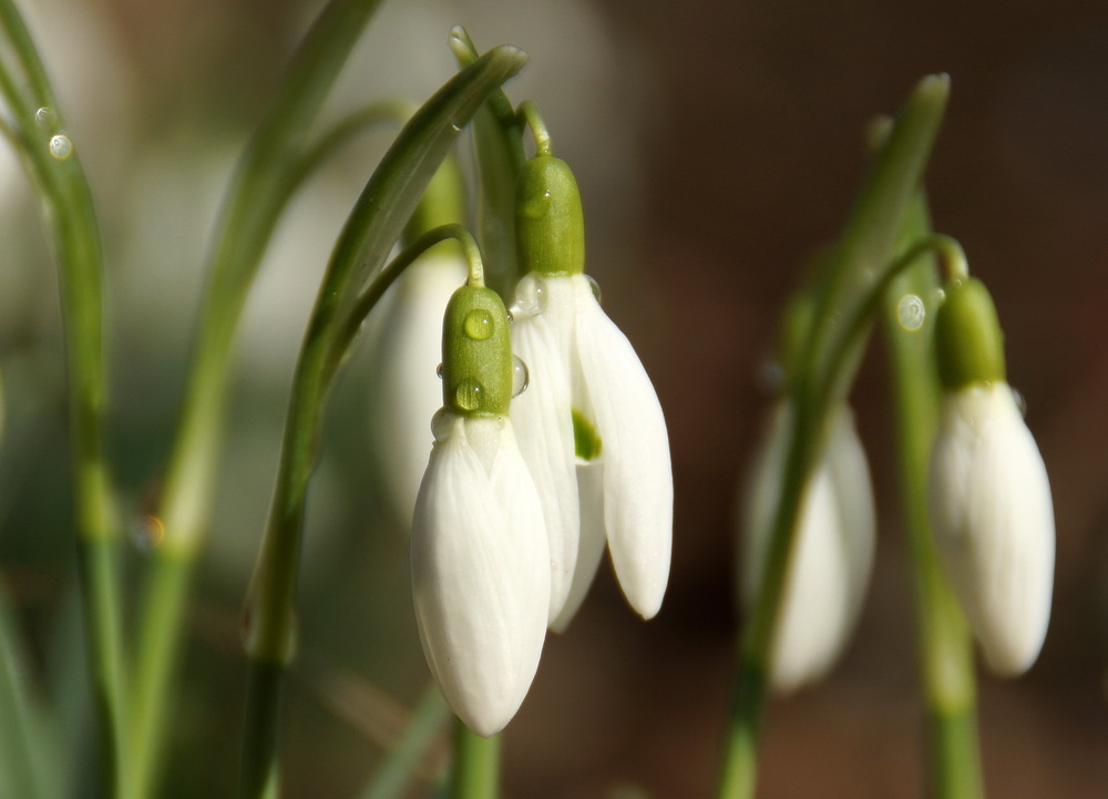 Etwas Frühling