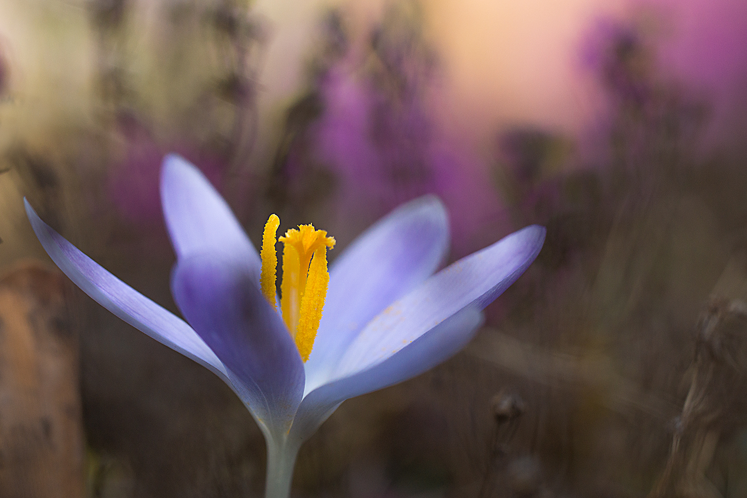 etwas Frühling..