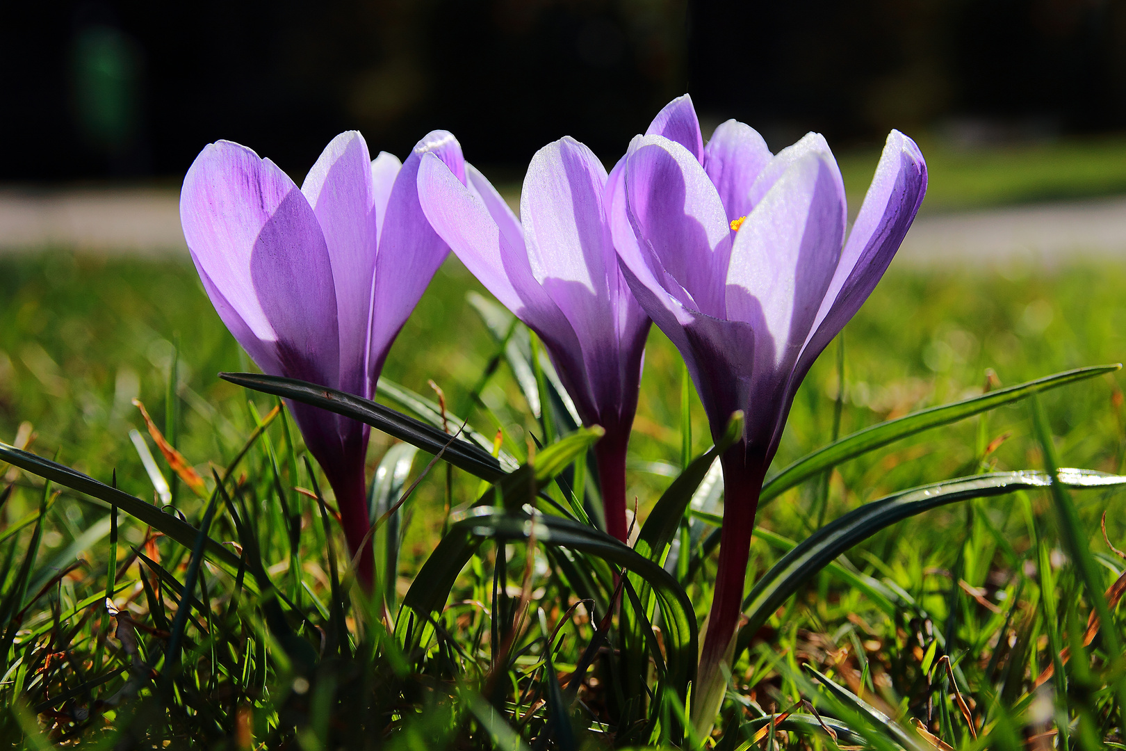 ... etwas Frühling