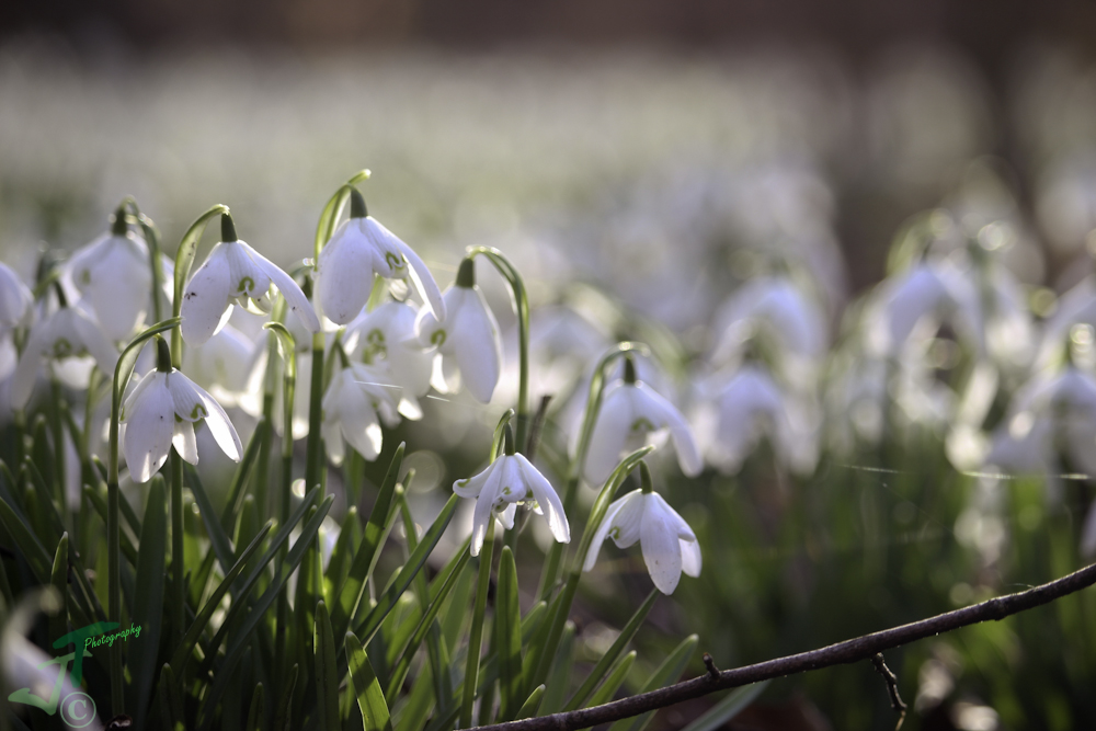 Etwas Frühling