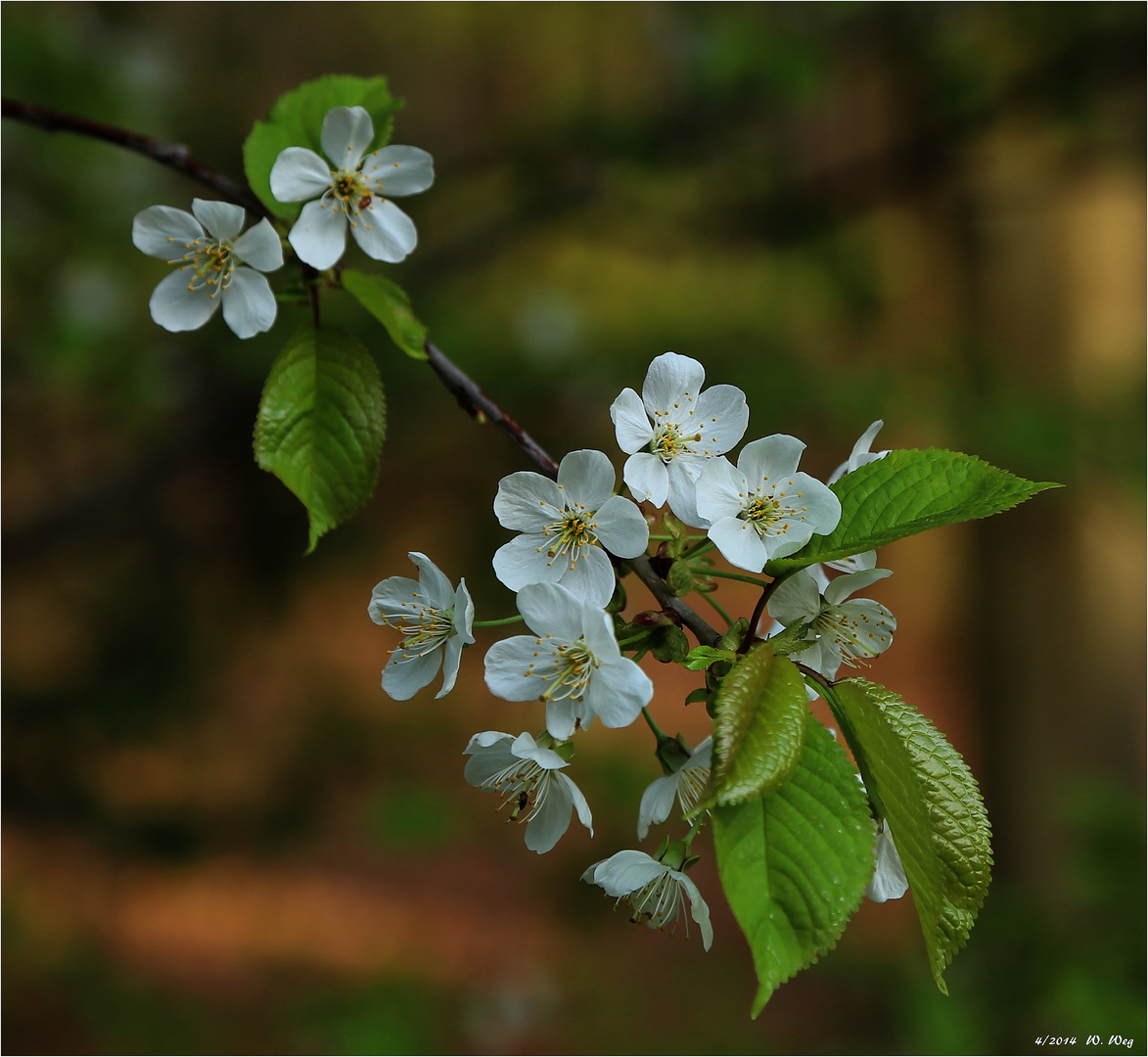 etwas Frühling gefällig...