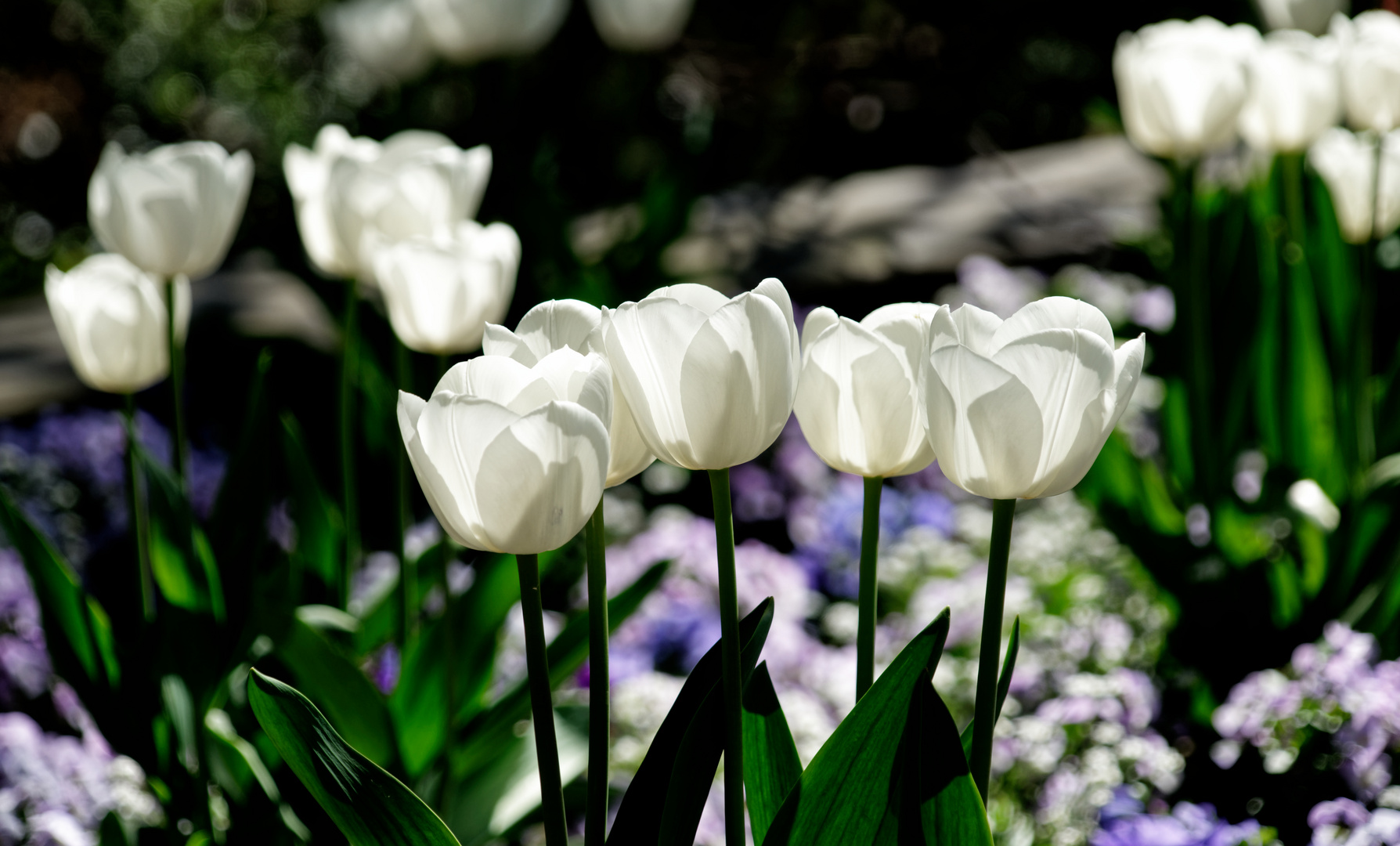 etwas Frühling- mein Mittwochsblümchen