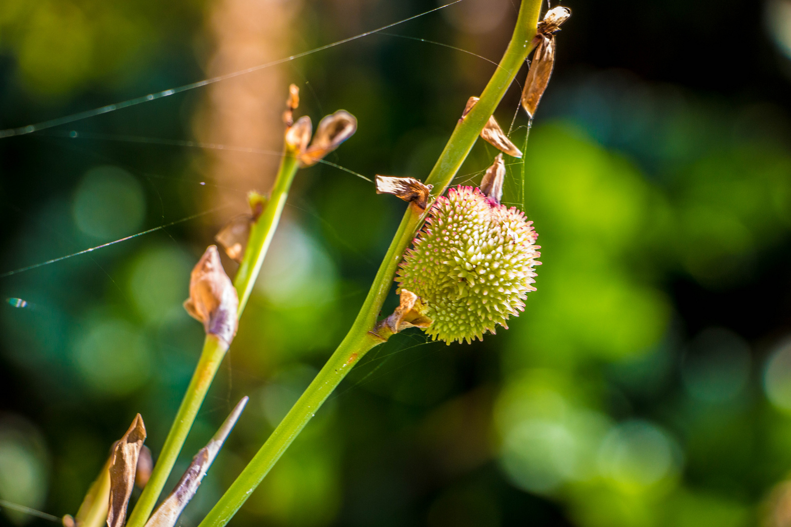 Etwas für die Spinne