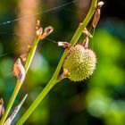 Etwas für die Spinne