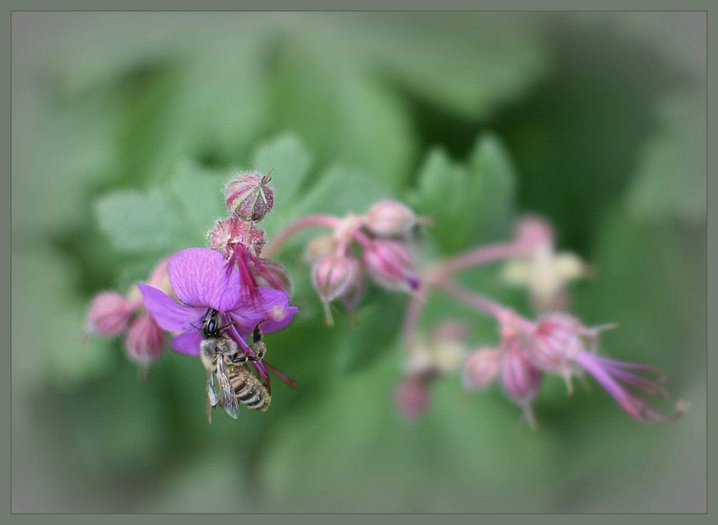 ...etwas gegen Bienensterben...