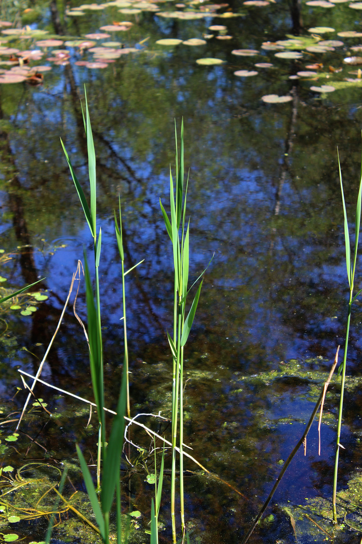 Etwas Gras gefällig